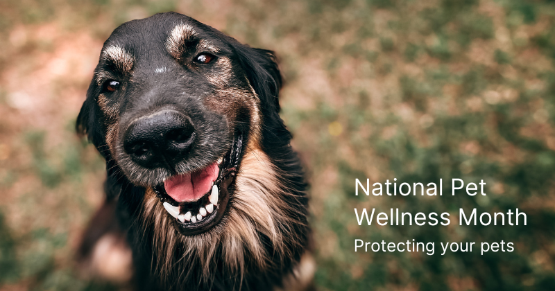 Preventive Care for Pet Wellness Month