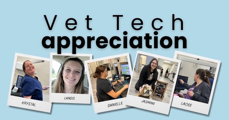 A Day in the Life of a Licensed Veterinary Technician